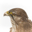 Common Buzzard standing on wooden mount facing forward