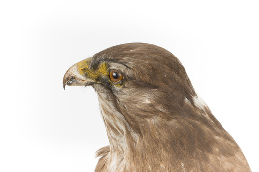 Common Buzzard standing on wooden mount facing forward