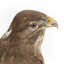  Common Buzzard standing on wooden mount facing forward