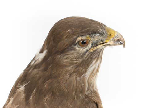  Common Buzzard standing on wooden mount facing forward