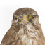 Common Buzzard standing on wooden mount facing forward