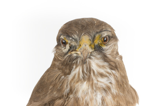 Common Buzzard standing on wooden mount facing forward