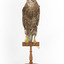 Common Buzzard standing on wooden mount facing forward