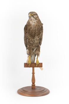 Common Buzzard standing on wooden mount facing forward