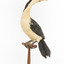 Little Pied Cormorant taxidermy specimen standing on a wooden mount facing towards the left
