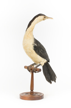 Little Pied Cormorant taxidermy specimen standing on a wooden mount facing towards the left
