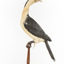 Little Pied Cormorant taxidermy specimen standing on a wooden mount facing towards the left