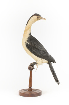 Little Pied Cormorant taxidermy specimen standing on a wooden mount facing towards the left