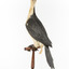 Little Pied Cormorant taxidermy specimen standing on a wooden mount facing towards the left