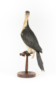 Little Pied Cormorant taxidermy specimen standing on a wooden mount facing towards the left