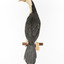 Little Pied Cormorant taxidermy specimen standing on a wooden mount facing towards the left