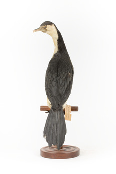 Little Pied Cormorant taxidermy specimen standing on a wooden mount facing towards the left