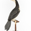 Little Pied Cormorant taxidermy specimen standing on a wooden mount facing towards the left