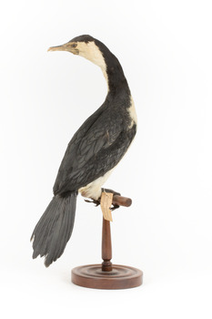 Little Pied Cormorant taxidermy specimen standing on a wooden mount facing towards the left