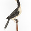 Little Pied Cormorant taxidermy specimen standing on a wooden mount facing towards the left