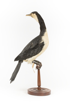 Little Pied Cormorant taxidermy specimen standing on a wooden mount facing towards the left