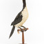Little Pied Cormorant taxidermy specimen standing on a wooden mount facing towards the left