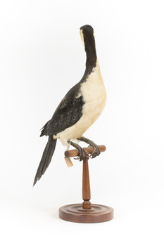 Little Pied Cormorant taxidermy specimen standing on a wooden mount facing towards the left