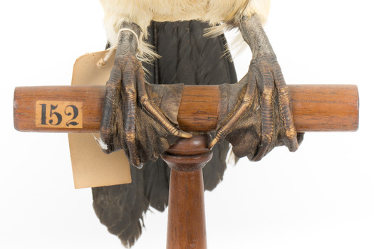 Little Pied Cormorant taxidermy specimen standing on a wooden mount facing towards the left