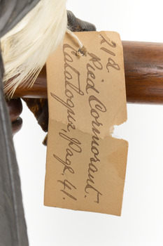 Little Pied Cormorant taxidermy specimen standing on a wooden mount facing towards the left
