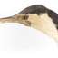 Little Pied Cormorant taxidermy specimen standing on a wooden mount facing towards the left