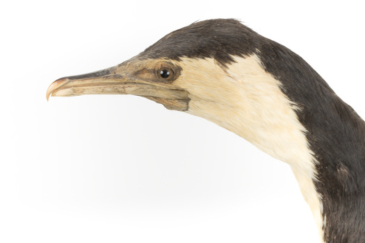 Little Pied Cormorant taxidermy specimen standing on a wooden mount facing towards the left