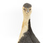 Little Pied Cormorant taxidermy specimen standing on a wooden mount facing towards the left