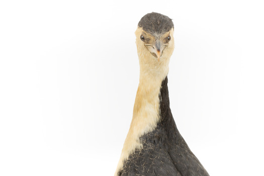 Little Pied Cormorant taxidermy specimen standing on a wooden mount facing towards the left