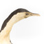 Little Pied Cormorant taxidermy specimen standing on a wooden mount facing towards the left