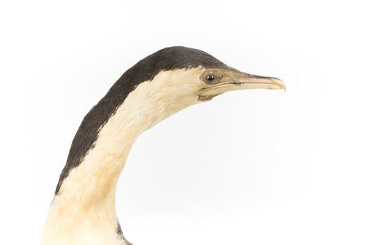 Little Pied Cormorant taxidermy specimen standing on a wooden mount facing towards the left