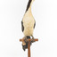 Little Pied Cormorant taxidermy specimen standing on a wooden mount facing towards the left