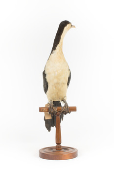 Little Pied Cormorant taxidermy specimen standing on a wooden mount facing towards the left