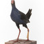 Taxidermy Purple Swamphen standing on a wooden mount facing forward