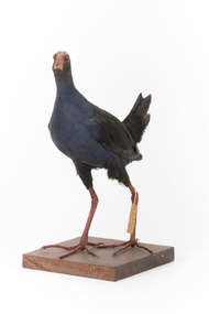 Taxidermy Purple Swamphen standing on a wooden mount facing forward