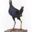 Taxidermy Purple Swamphen standing on a wooden mount facing forward