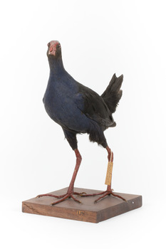 Taxidermy Purple Swamphen standing on a wooden mount facing forward
