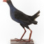 Taxidermy Purple Swamphen standing on a wooden mount facing forward