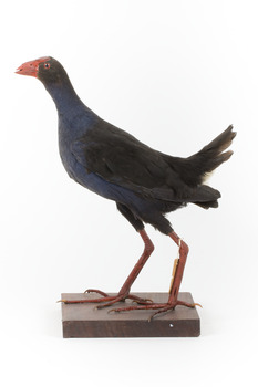 Taxidermy Purple Swamphen standing on a wooden mount facing forward