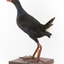 Taxidermy Purple Swamphen standing on a wooden mount facing forward