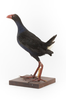Taxidermy Purple Swamphen standing on a wooden mount facing forward