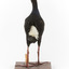 Taxidermy Purple Swamphen standing on a wooden mount facing forward