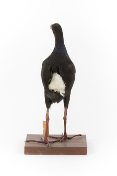 Taxidermy Purple Swamphen standing on a wooden mount facing forward