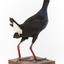 Taxidermy Purple Swamphen standing on a wooden mount facing forward