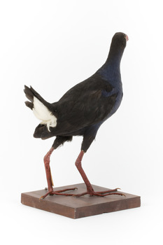 Taxidermy Purple Swamphen standing on a wooden mount facing forward