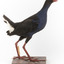 Taxidermy Purple Swamphen standing on a wooden mount facing forward