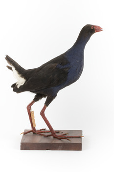 Taxidermy Purple Swamphen standing on a wooden mount facing forward