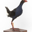 Taxidermy Purple Swamphen standing on a wooden mount facing forward