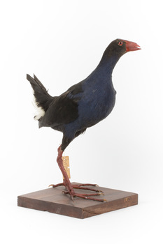 Taxidermy Purple Swamphen standing on a wooden mount facing forward