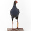 Taxidermy Purple Swamphen standing on a wooden mount facing forward
