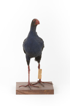 Taxidermy Purple Swamphen standing on a wooden mount facing forward